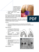 Dentina y Esmalte