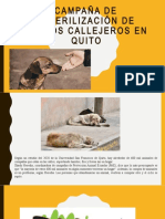 Campaña de Perros Callejeros