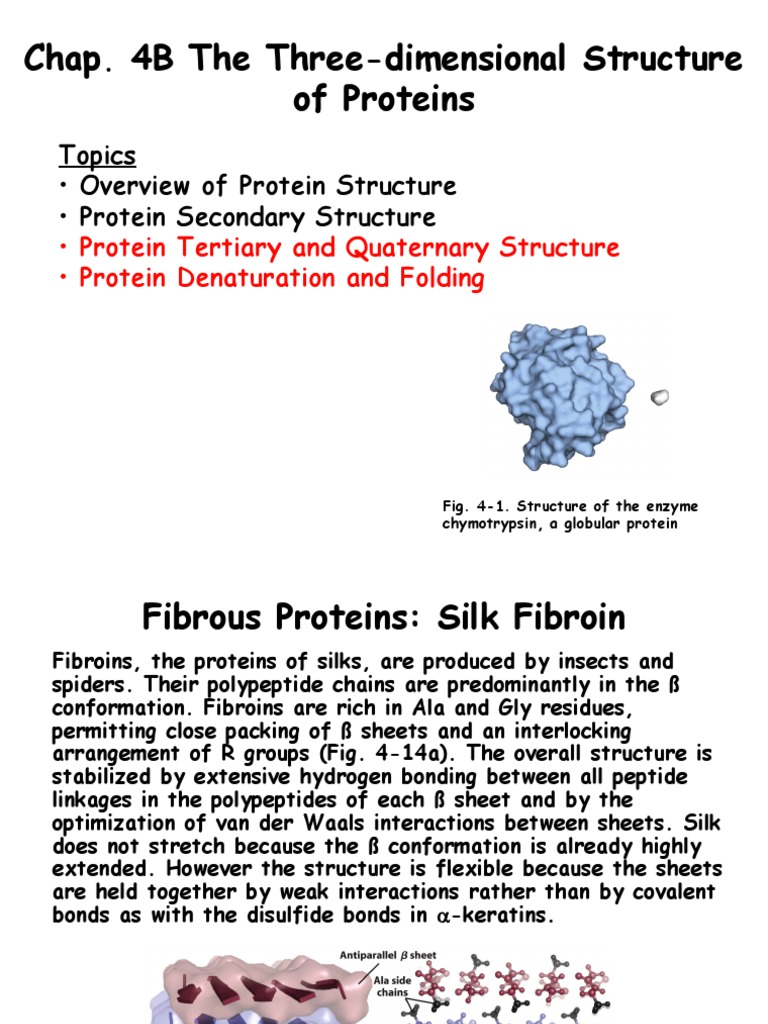 Chap. 4B The Three-Dimensional Structure of Proteins: Topics | PDF ...