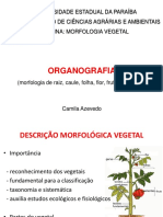 aula - morfologia vegetal