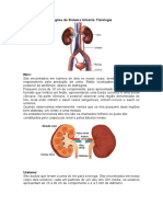 Órgãos Do Sistema Urinário