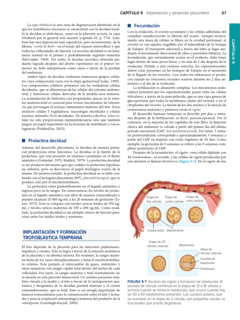 Capitulo 5 | PDF | Placenta | Implantación (embrión humano)