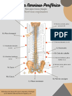 Sistema Nervioso Periférico