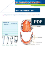 Clases de Dientes para Tercer Grado de Primaria