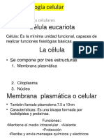 Diapositivas ExamenFInalHistologia