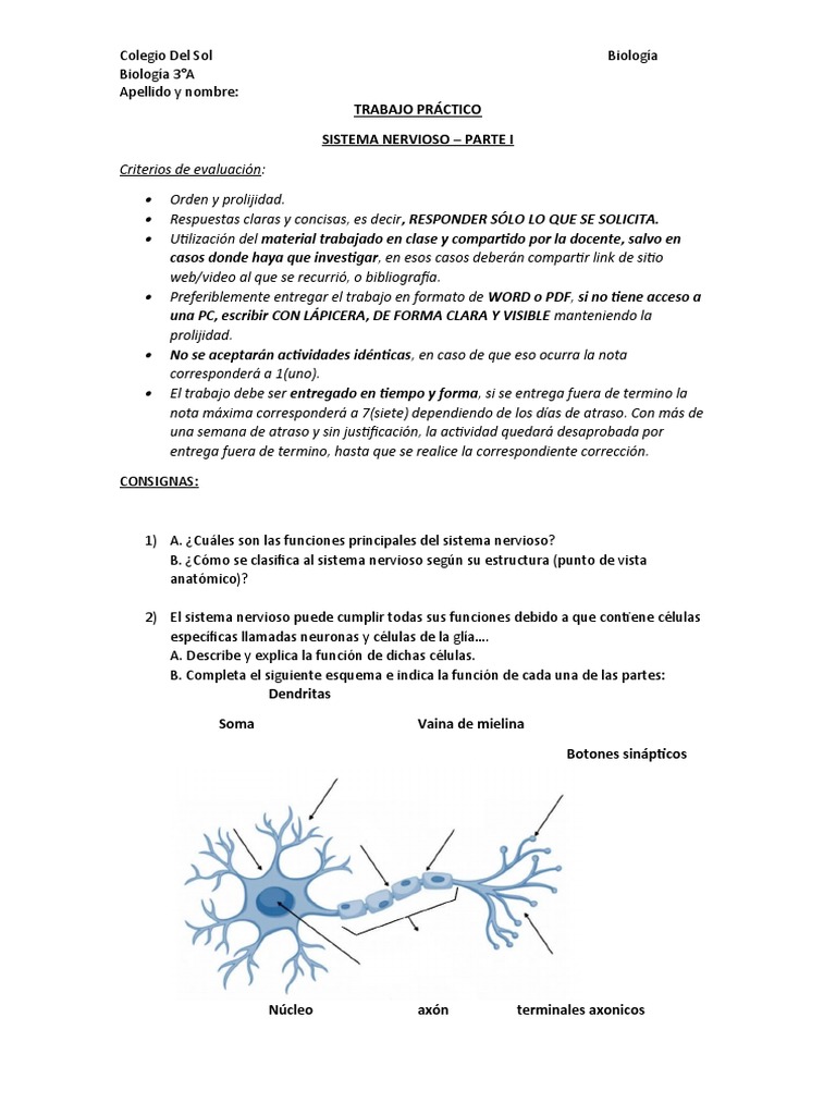 Funciones y Estructura del Sistema Nervioso | PDF | Sinapsis | Neurona