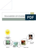 Transfer of Energy: How Organisms Obtain Energy Through Food Chains