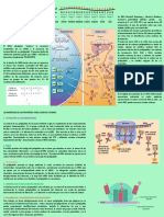 Infografia Traducción