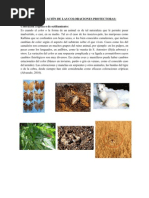 Download CLASIFICACIN DE LAS COLORACIONES PROTECTORAS by Ronald Cristian Chambe Correa SN55898970 doc pdf