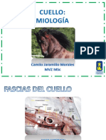 Músculos del cuello y su origen, inserción y función