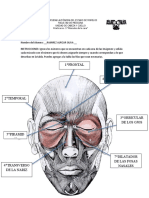 P R A C T I C A No 3 MUSCULOS DE LA CARA