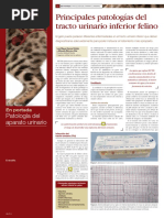 Diagnóstico por imagen en riñones felinos | PDF | Riñón | Ultrasonido ...