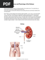 Download Anatomy and Physiology of the Kidneys by ccbrown7 SN55904033 doc pdf