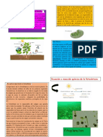 Fotosíntesis y respiración