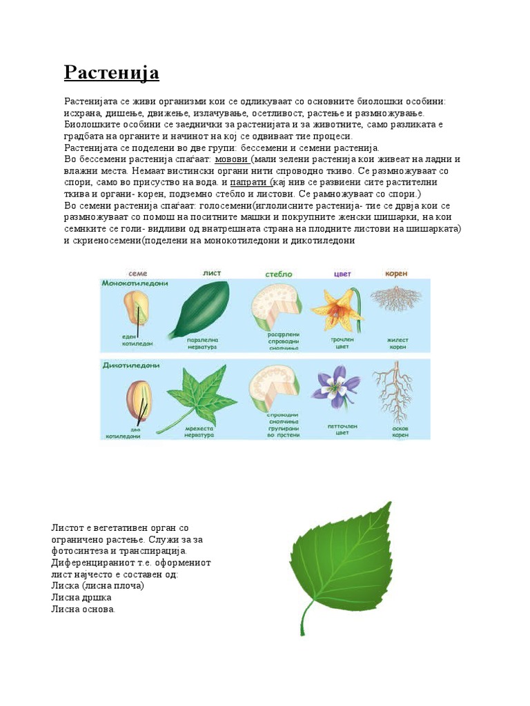 Растенија | PDF