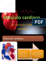 Músculo cardíaco: estructura, función y fisiología eléctrica