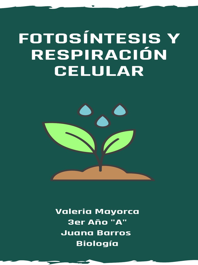 Infografia de La Fotosintesis | PDF