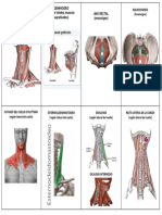 Tarjetas Anatomia Region Lateral Del Cuello y Anocoxigea Fotos