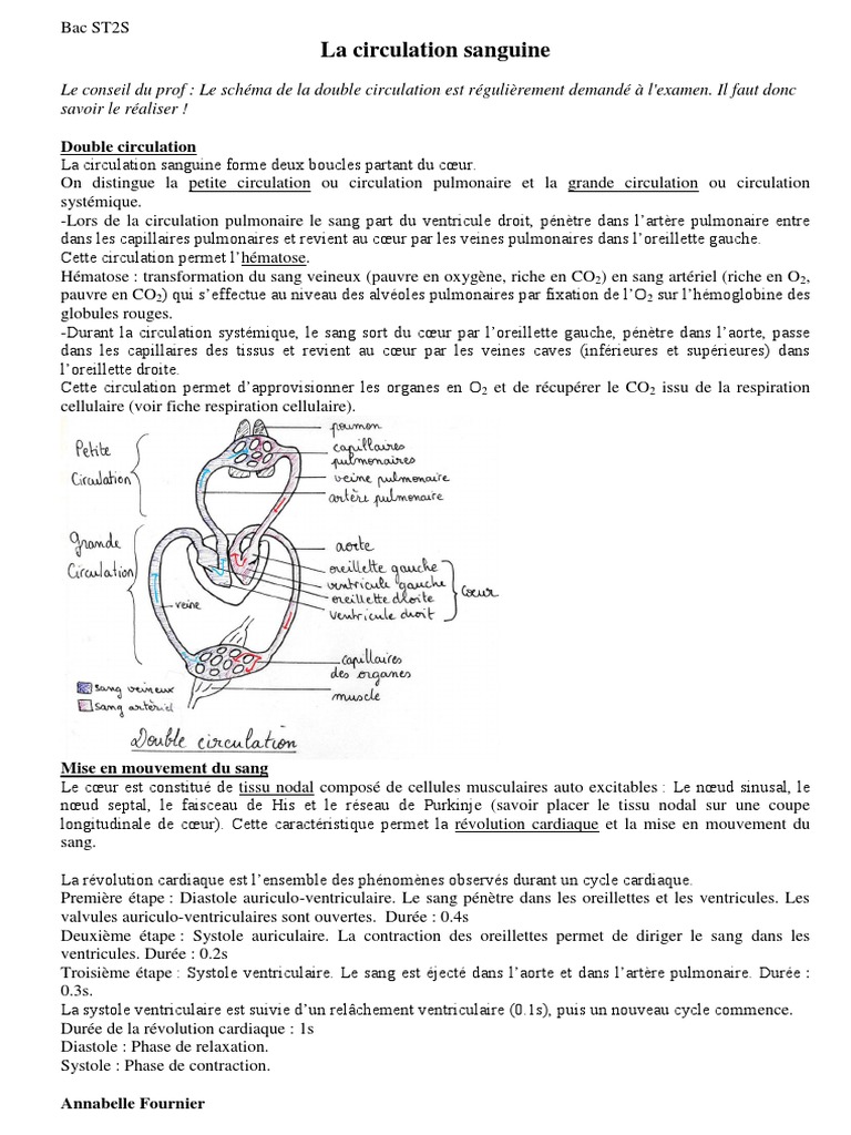Circulation sanguine et cardiaque expliquée | PDF | Voyages | Art