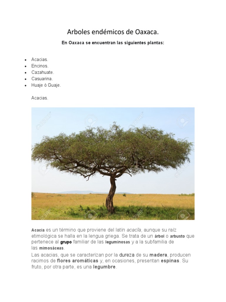 Arboles Endémicos de Oaxaca | PDF | Roble | Plantas