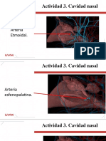 Formato Reportes - Sistema Respiratorio