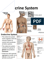 Anatomy of The Endocrine System