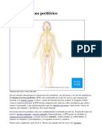 Sistema Nervioso Periférico: Médula Espinal Impulsos Nerviosos