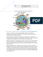 Plant and Animal Cell Organelles