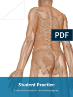 Shoulder and Arm Anatomy