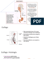 Esófago y estómago: estructura y función