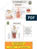 Anatomia 1 Sistema Digestivo