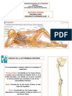 Sistema Apendicular 