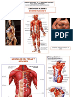 Musculos3