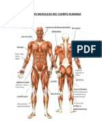 Principales Musculos Del Cuerpo Humano