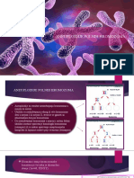 Aneuploidije Polnih Hromozoma Power Point Prezentacija