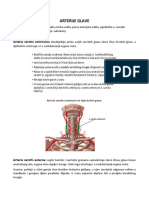 Arterije Glave