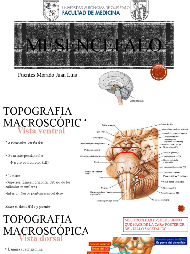 Mesencéfalo | PDF | Cerebelo | Tronco encefálico