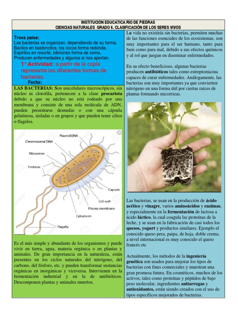 Clasificación y funciones de bacterias | PDF | Las bacterias | Biología