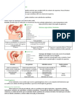 Sistema reprodutor masculino e feminino