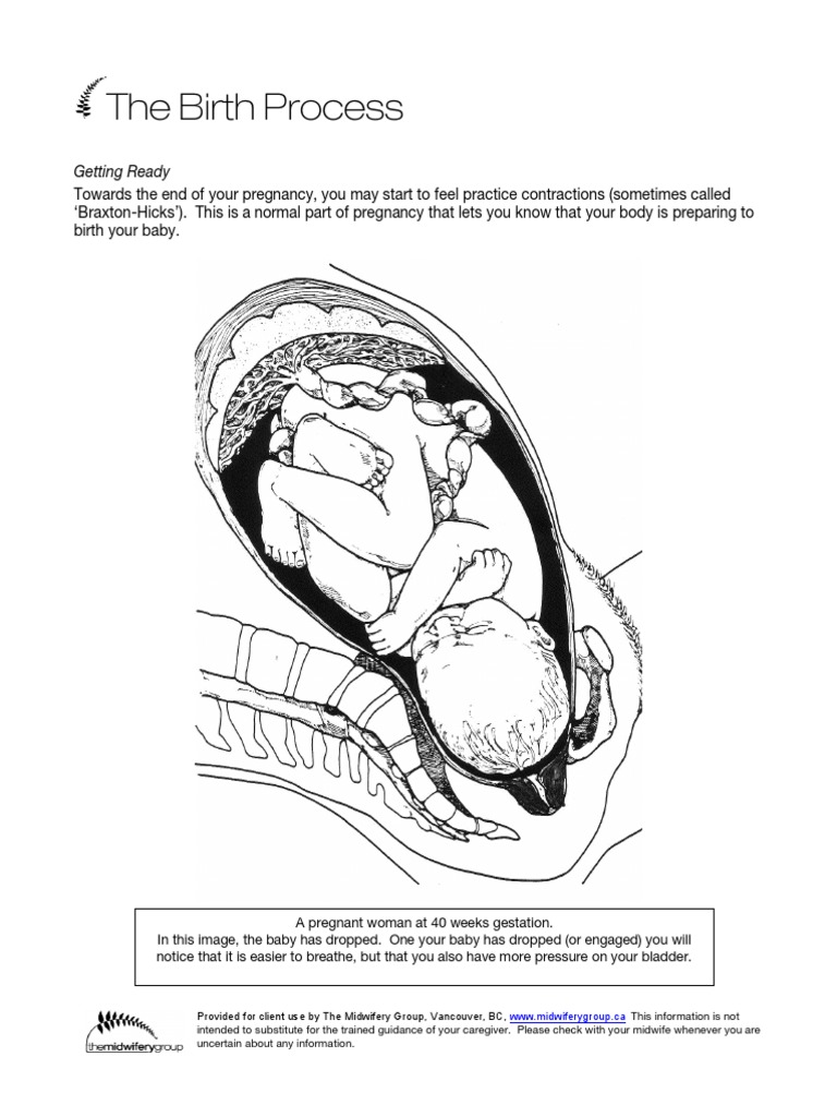 The Birth Process Guide | PDF | Childbirth | Female Mammals