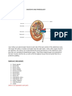 Anatomy and Physiology - Kidney - For