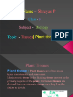 Biology Plant Tissues