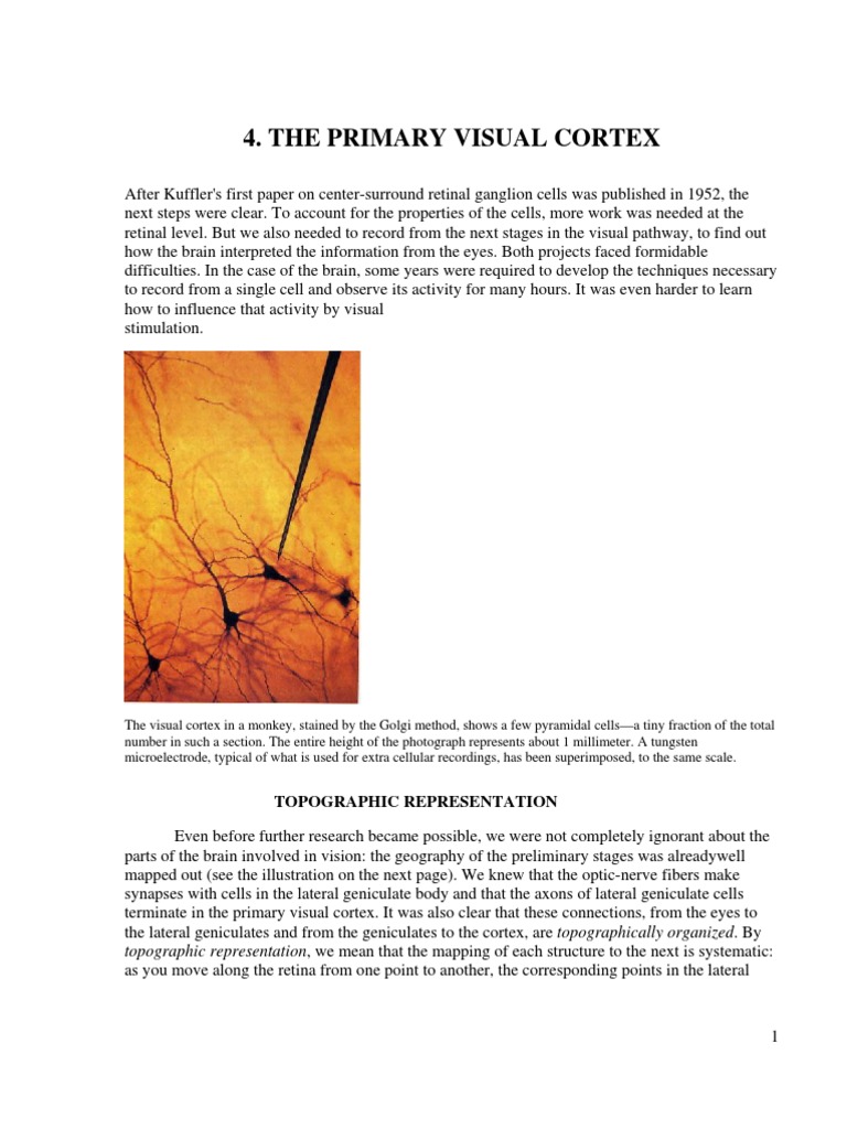 The Primary Visual Cortex | PDF
