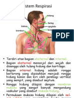 Anatomi Fisiologi Sistem Pernafasan