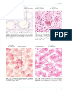 Atlas de Histologia Geneser 5