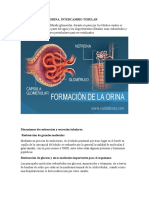 Bioquimica Renal