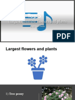 Largest, Smallest Flowers and Plants: by - B.Pragna Reddy 5F