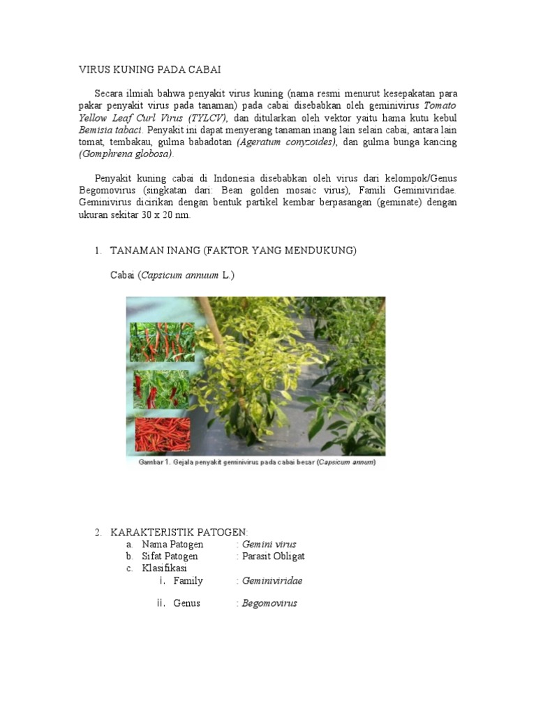 Virus Kuning Pada Cabai Kelompok 5