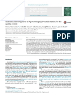 Anatomical Investigations of Piper Amalago (Jaborandi-Manso) For The Quality Control