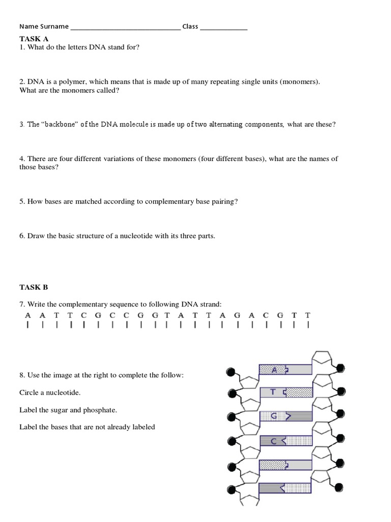 DNA - Worksheet | PDF